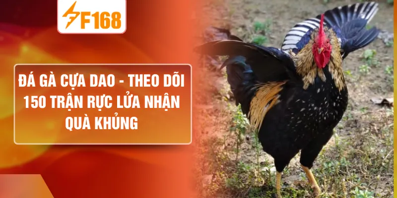 Đá Gà Cựa Dao - Theo Dõi 150 Trận Rực Lửa Nhận Quà Khủng